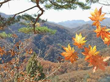 青岛律师在线咨询新模式，免费服务与法律探索