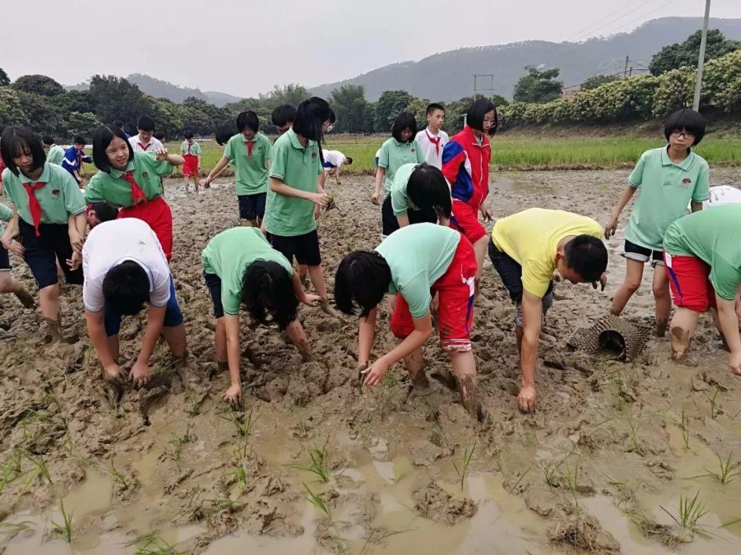 增城共同继承律师费用，探索与实践解析