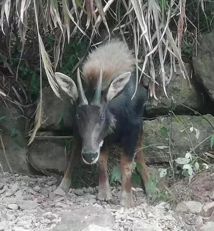 正版四不像